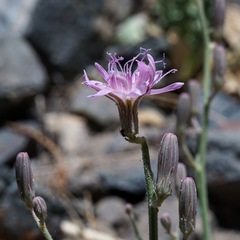 Stephanomeria thurberi
