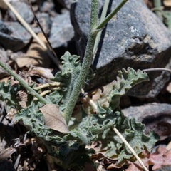Stephanomeria thurberi