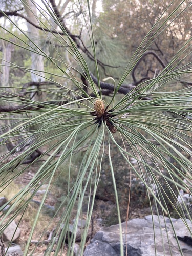 Apache pine (Pinus engelmannii)