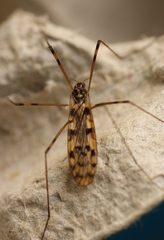Limonia annulata