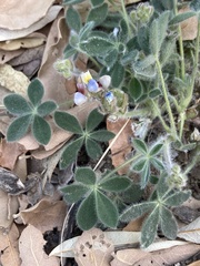 Lupinus huachucanus
