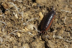 Porcellionides rufocinctus