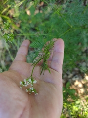 Trepocarpus aethusae