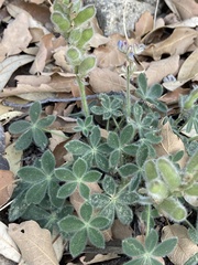 Lupinus huachucanus