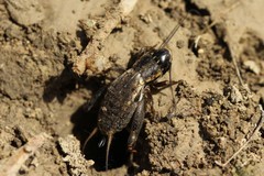 Sciobia caliendra