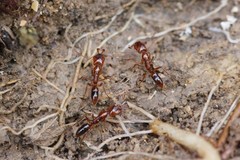 Anochetus ghilianii