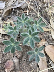 Lupinus huachucanus