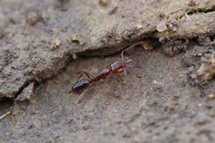 Anochetus ghilianii