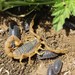 Iberian Scorpion - Photo (c) mathieu_pelissie, some rights reserved (CC BY-NC), uploaded by mathieu_pelissie