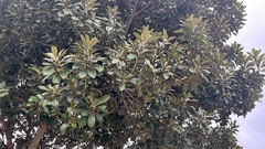 Planchonella obovata