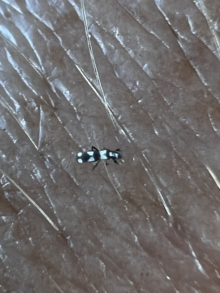 Aeolothrips from Menard Dr, Casper, WY, US on May 16, 2022 at 03:00 PM ...