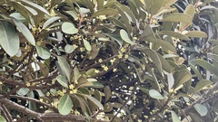 Planchonella obovata