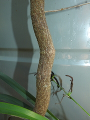 Parsonsia plaesiophylla