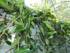 Parsonsia plaesiophylla