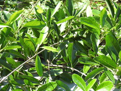 Parsonsia plaesiophylla