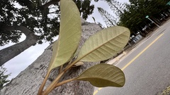 Planchonella obovata