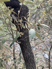 Quercus hypoleucoides