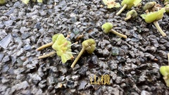 Planchonella obovata