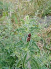 Xylotrechus insignis