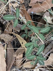 Desmodium batocaulon