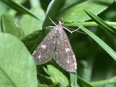 Udea olivalis