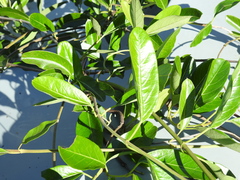Parsonsia plaesiophylla