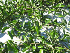 Parsonsia plaesiophylla
