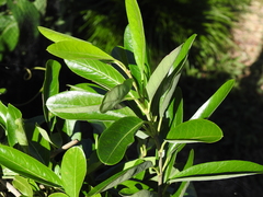 Parsonsia plaesiophylla