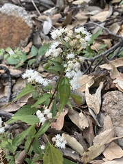 Ageratina paupercula