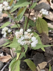 Ageratina paupercula