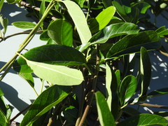 Parsonsia plaesiophylla