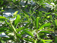 Parsonsia plaesiophylla