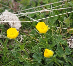 Ranunculus gouanii