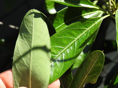 Parsonsia plaesiophylla