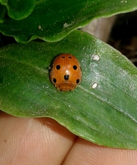 Henosepilachna argus