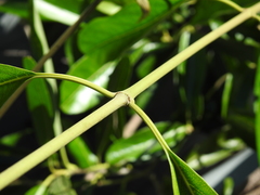 Parsonsia plaesiophylla