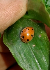 Henosepilachna argus