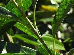 Parsonsia plaesiophylla