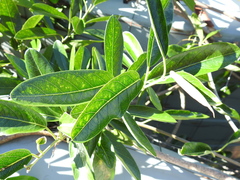 Parsonsia plaesiophylla