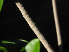 Parsonsia plaesiophylla