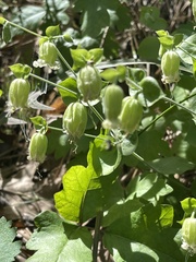 Silene campanulata