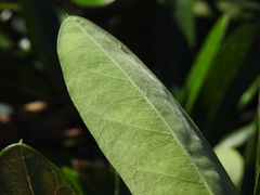 Parsonsia plaesiophylla