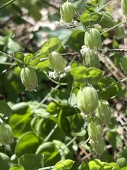 Silene campanulata