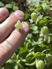 Silene campanulata
