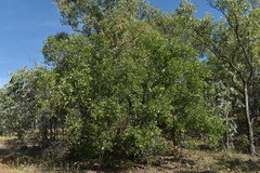 Erythroxylum ellipticum