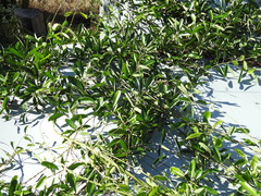 Parsonsia plaesiophylla