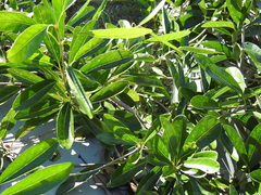 Parsonsia plaesiophylla