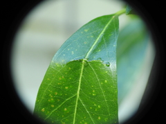 Parsonsia plaesiophylla