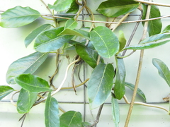 Parsonsia plaesiophylla