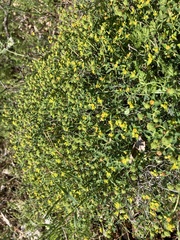 Euphorbia spinosa